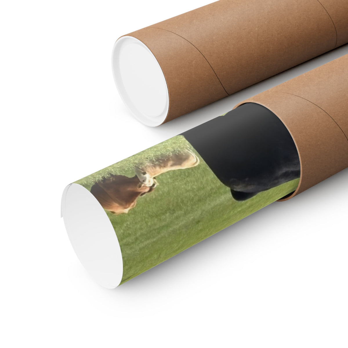 Pasture King — 10x8 Photography Print
