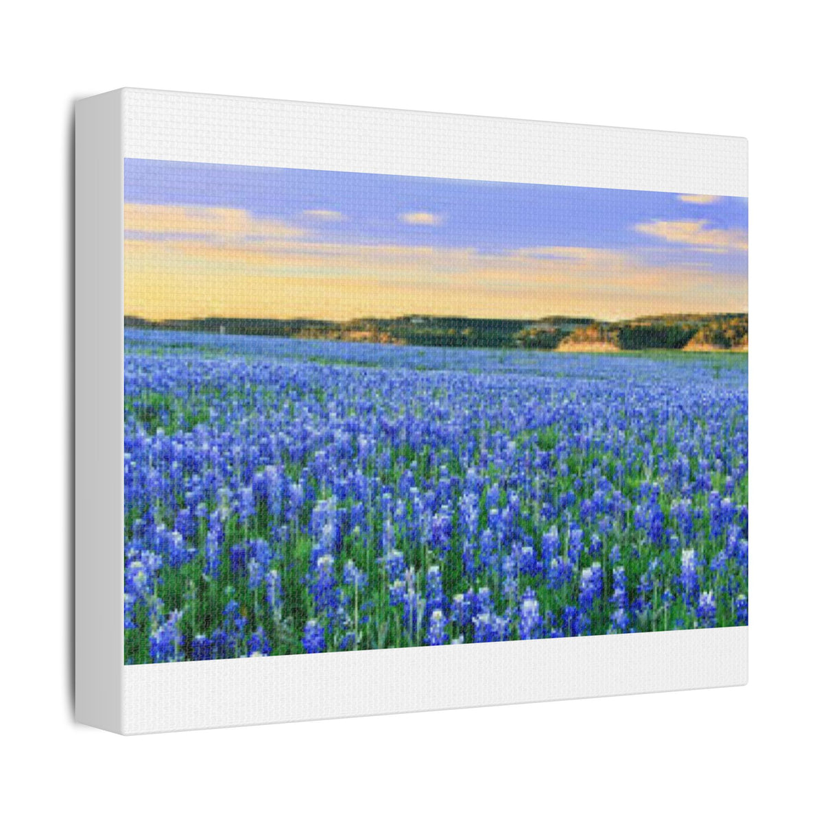 Bluebonnet Sea — Canvas Print 10x8