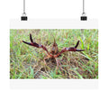Bayou Crawfish — 10x8 Photography Print