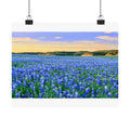 Bluebonnet Sea — 10x8 Photography Print