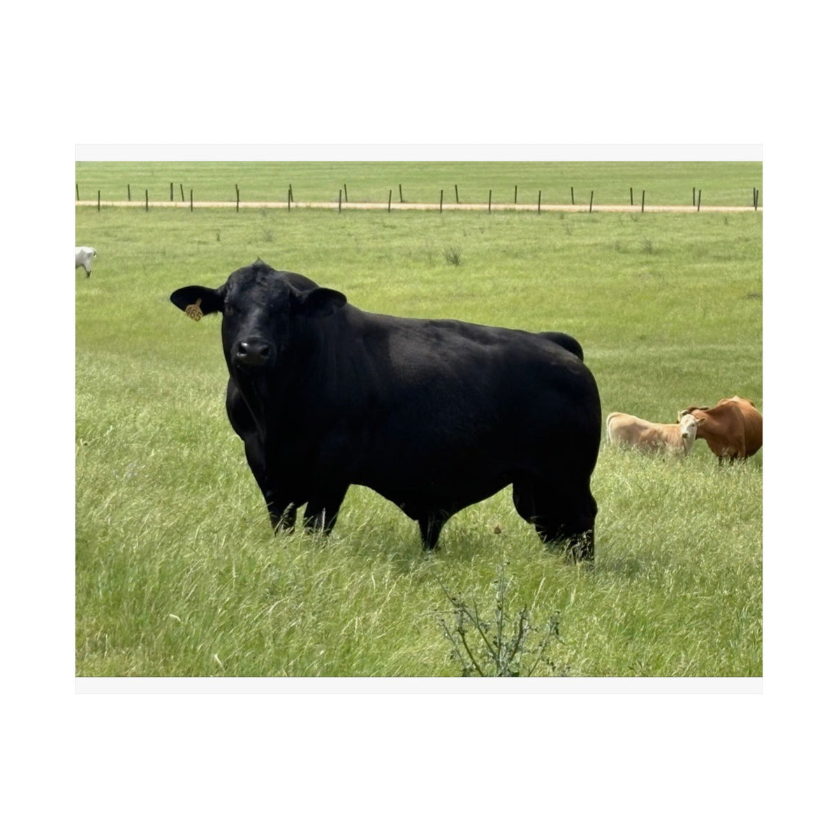 Pasture King — 10x8 Photography Print