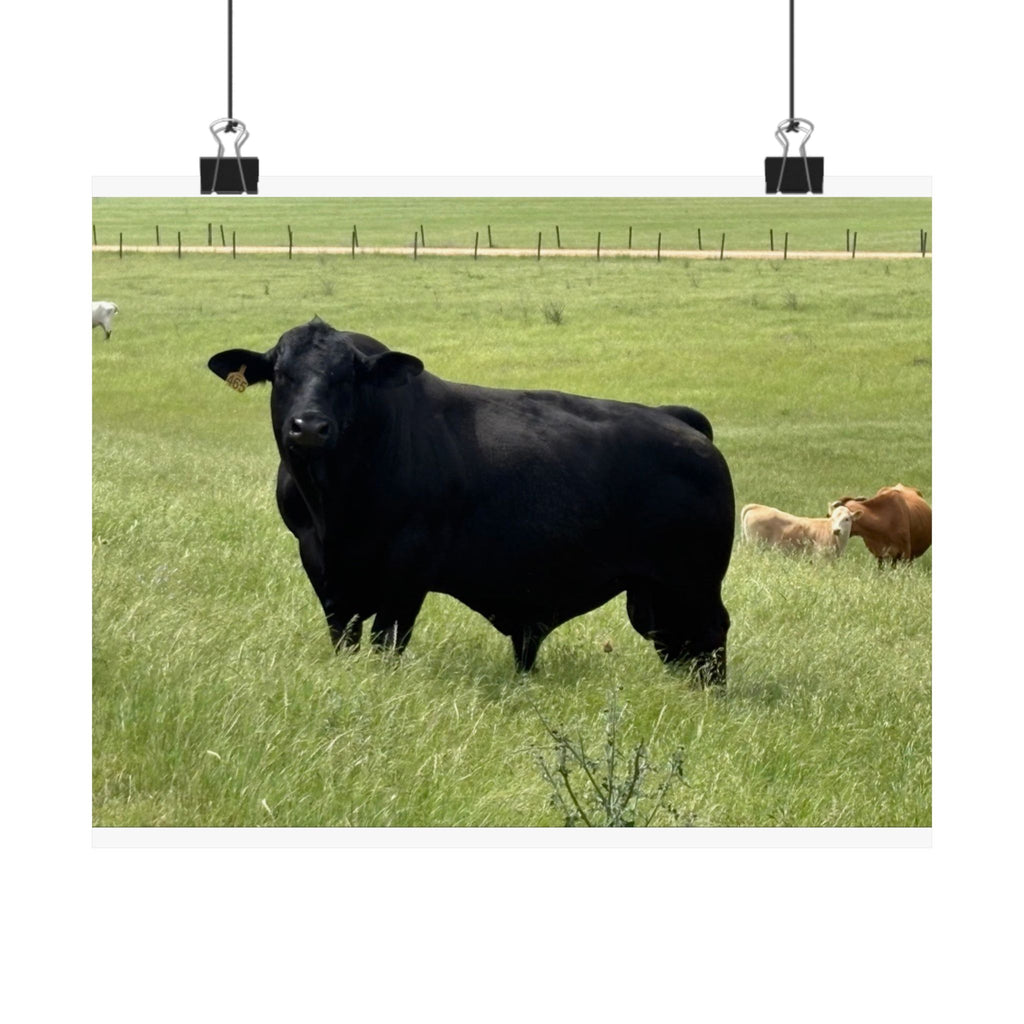 Pasture King — 10x8 Photography Print
