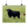 Pasture King — 10x8 Photography Print
