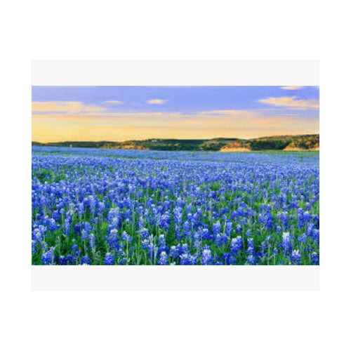 Bluebonnet Sea — 10x8 Photography Print