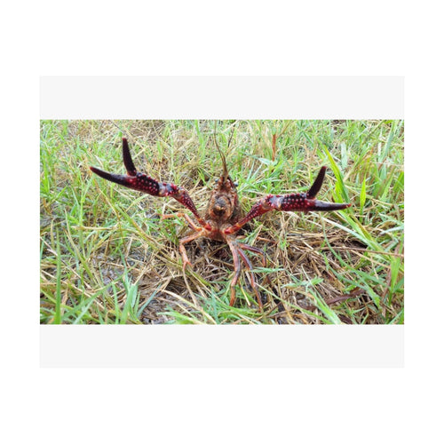 Bayou Crawfish — 10x8 Photography Print