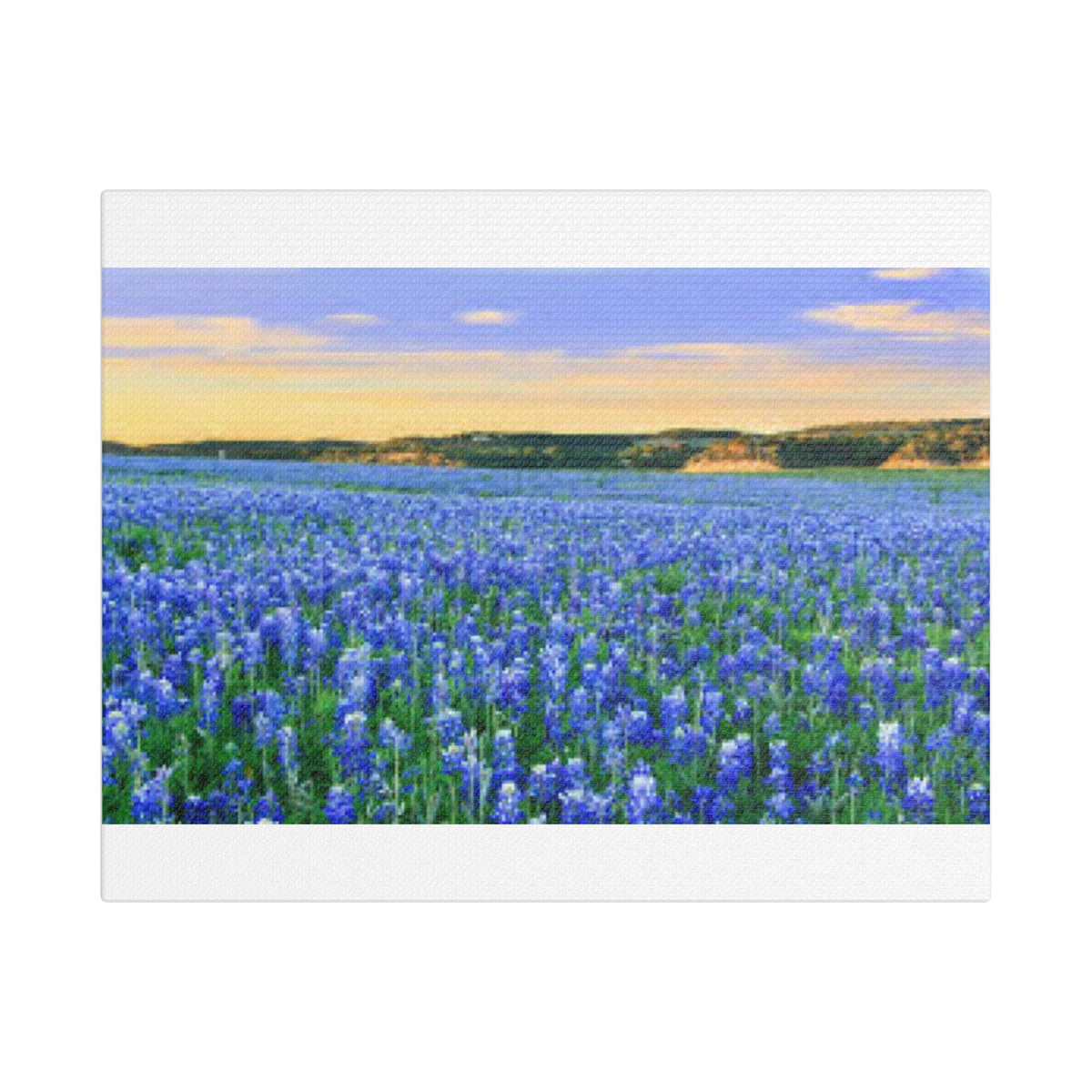 Bluebonnet Sea — Canvas Print 10x8